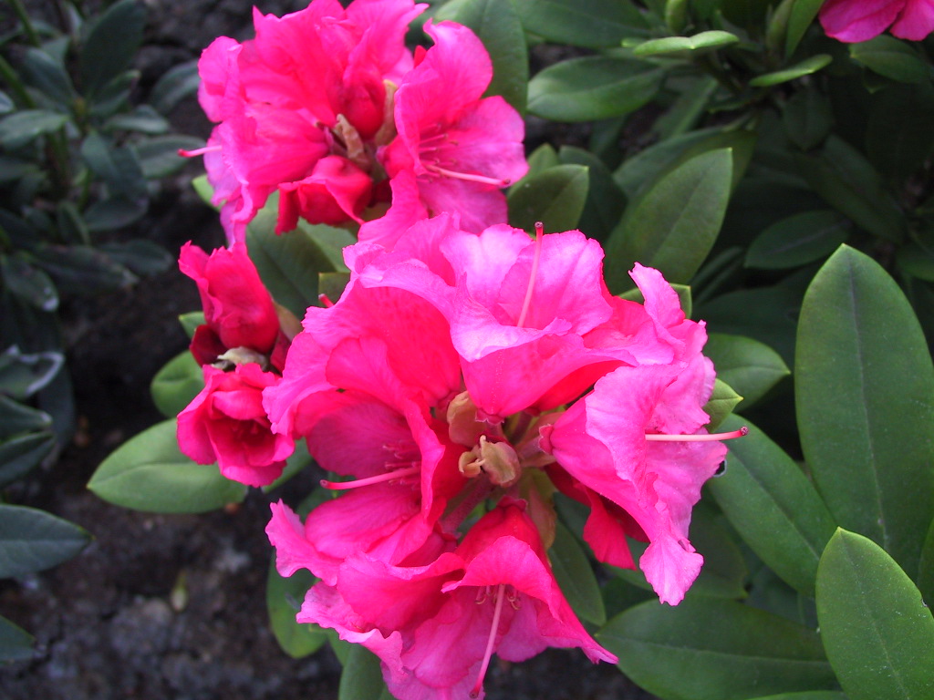 Rhododendron yakushimanum Sweet Sue 02.jpg